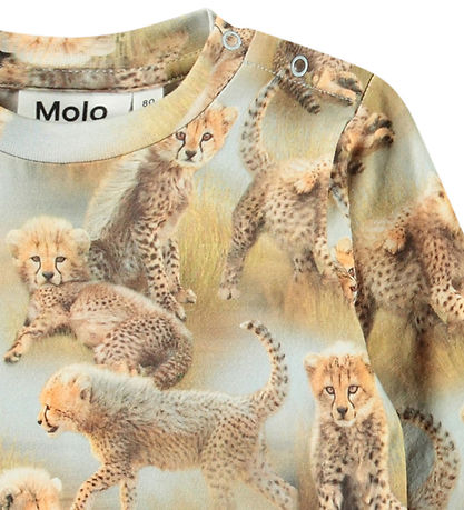 Molo Pusero - Eloy - Cheetah Cubs