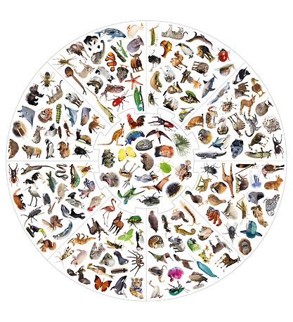 Educa Board Game - The Wildcat Animals