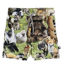 Molo Shorts - Simroy - Hairy Animals Molo Shorts - Simroy - Hairy Animals