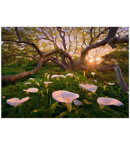 Heye Puzzle - Calla Clearing - 1000 pcs Heye Puzzle - Calla Clearing - 1000 pcs